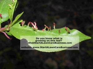 invaders on a plant leaf