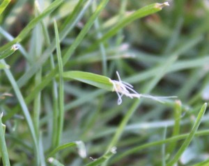 sharpen lawn mower blades on schedule