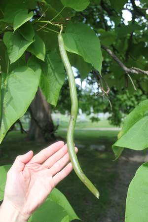 the bean trees